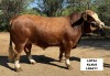 1X SIMMENTAL BULL LRA211 LUSSIM STUD BREEDERS