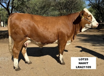 1X SIMMENTAL HEIFER LRA21109 LUSSIM STUD BREEDERS