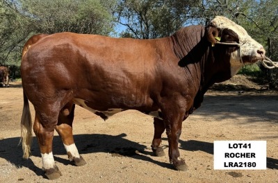 1X SIMMENTAL BULL LRA2180 LUSSIM STUD BREEDERS