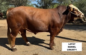 1X SIMMENTAL BULL LRA2071 LUSSIM STUD BREEDERS