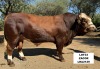 1X SIMMENTAL BULL LRA2129 LUSSIM STUD BREEDERS