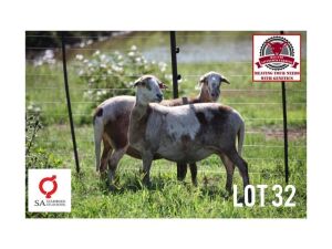 1X MEATMASTER EWE / MEATMASTER OOI KLUYTS LIVESTOCK FARMING