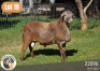 1X MEATMASTER RAM LANGKLOOF GAME FARM