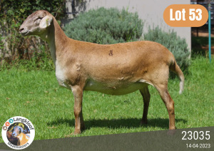 1X MEATMASTER EWE / MEATMASTER OOI LANGKLOOF GAME FARM