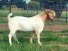 WITHDRAWN - 1X Boer Goat Buck Kriel Boerbok Stoet