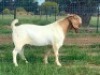 WITHDRAWN - 1X Boer Goat Buck Kriel Boerbok Stoet