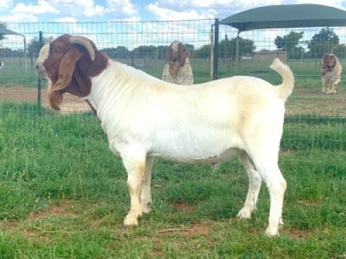 WITHDRAWN - 1X Boer Goat Buck Kriel Boerbok Stoet