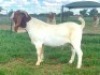 WITHDRAWN - 1X Boer Goat Buck Kriel Boerbok Stoet