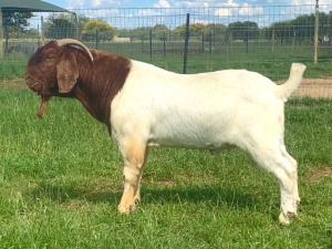 WITHDRAWN - 1X Boer Goat Buck Kriel Boerbok Stoet