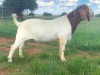 WITHDRAWN - 1X Boer Goat Buck Kriel Boerbok Stoet