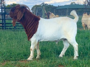 WITHDRAWN - 1X Boer Goat Buck Kriel Boerbok Stoet