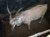 M: 1 T: 1 X Eland TWS