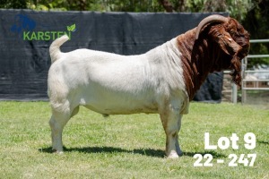 1X BOER GOAT STUD BUCK Karsten Boerdery