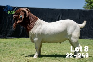 1X BOER GOAT STUD BUCK Karsten Boerdery