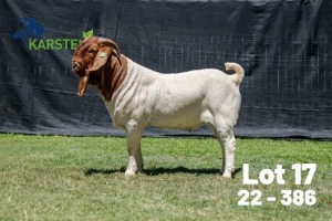 1X BOER GOAT FLOCK BUCK Karsten Boerdery