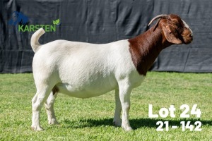 1X BOER GOAT FLOCK DOE Karsten Boerdery