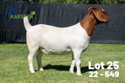 1X BOER GOAT STUD DOE Karsten Boerdery