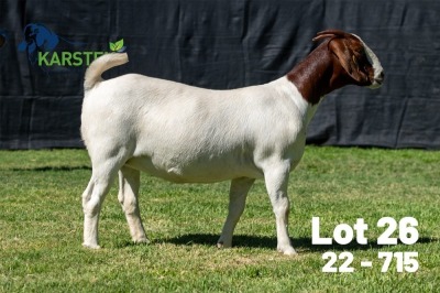 1X BOER GOAT STUD DOE Karsten Boerdery