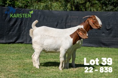 1X BOER GOAT STUD DOE Karsten Boerdery