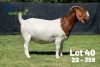 1X BOER GOAT FLOCK COLOUR DOE Karsten Boerdery