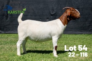 1X BOER GOAT FLOCK ON COLOUR DOE Karsten Boerdery