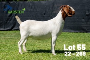 1X BOER GOAT FLOCK DOE Karsten Boerdery