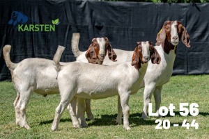 1+2X BOER GOAT STUD DOE Karsten Boerdery