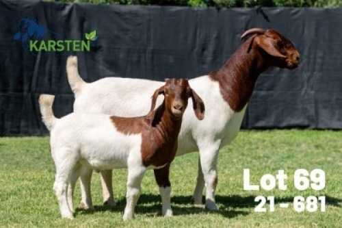1+1X BOER GOAT FLOCK ON COLOUR DOE Karsten Boerdery