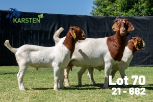 1+2X BOER GOAT FLOCK DOE Karsten Boerdery