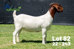 1X BOER GOAT FLOCK ON COLOUR DOE Karsten Boerdery