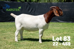 1X BOER GOAT FLOCK ON COLOUR DOE Karsten Boerdery