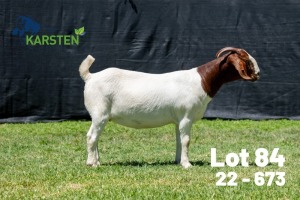 1X BOER GOAT FLOCK ON COLOUR DOE Karsten Boerdery