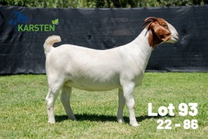 1X BOER GOAT FLOCK ON COLOUR DOE Karsten Boerdery