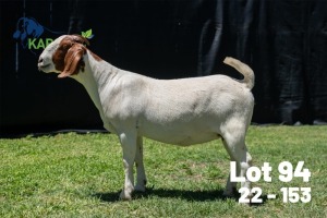 1X BOER GOAT STUD DOE Karsten Boerdery