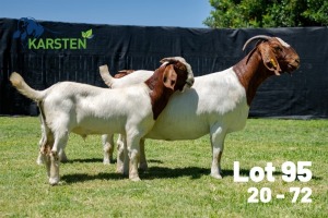 1+1X BOER GOAT STUD DOE Karsten Boerdery