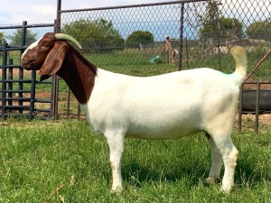 1X Boer Goat Flock Doe Kriel Boerbok Stoet