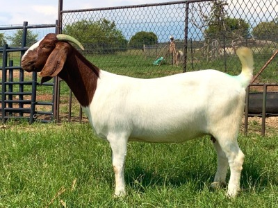 1X Boer Goat Flock Doe Kriel Boerbok Stoet