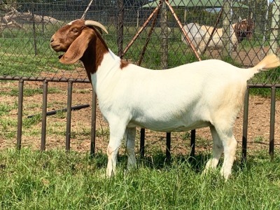 1X Boer Goat Flock Doe Kriel Boerbok Stoet