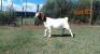 WITHDRAWN1X Boer Goat Doe Rosewater boerbok stoet 1783