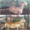 LOT 75 2X MEATMASTER OOI/EWE FONTEINE MEATMASTERS(PER STUK OM LOT TE NEEM/PER PIECE TO TAKE THE LOT)