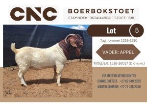 1X BOER GOAT STUD BUCK CNC Boerbokstoet