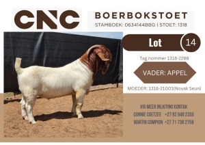 1X BOER GOAT STUD BUCK CNC Boerbokstoet