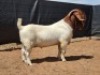 1X BOER GOAT STUD BUCK CNC Boerbokstoet - 2