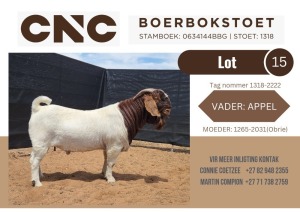 1X BOER GOAT STUD BUCK CNC Boerbokstoet