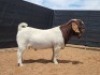 1X BOER GOAT STUD BUCK CNC Boerbokstoet - 2