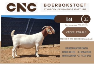 1X BOER GOAT STUD DOE CNC Boerbokstoet