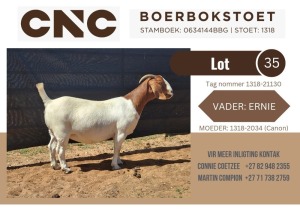 1X BOER GOAT STUD DOE CNC Boerbokstoet