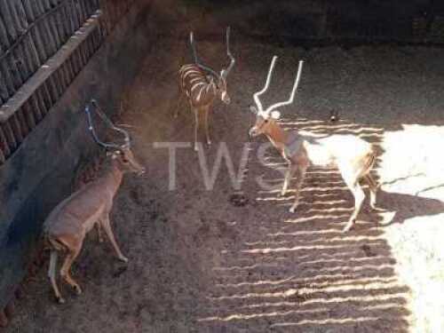 M: 3 T: 3 X Rooibok Johan Jooste (Per stuk om lot te neem/Per Piece to take lot)