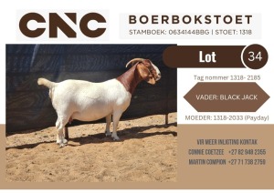 1X BOER GOAT STUD DOE CNC Boerbokstoet