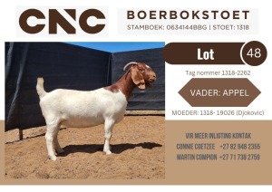 1X BOER GOAT STUD DOE CNC Boerbokstoet